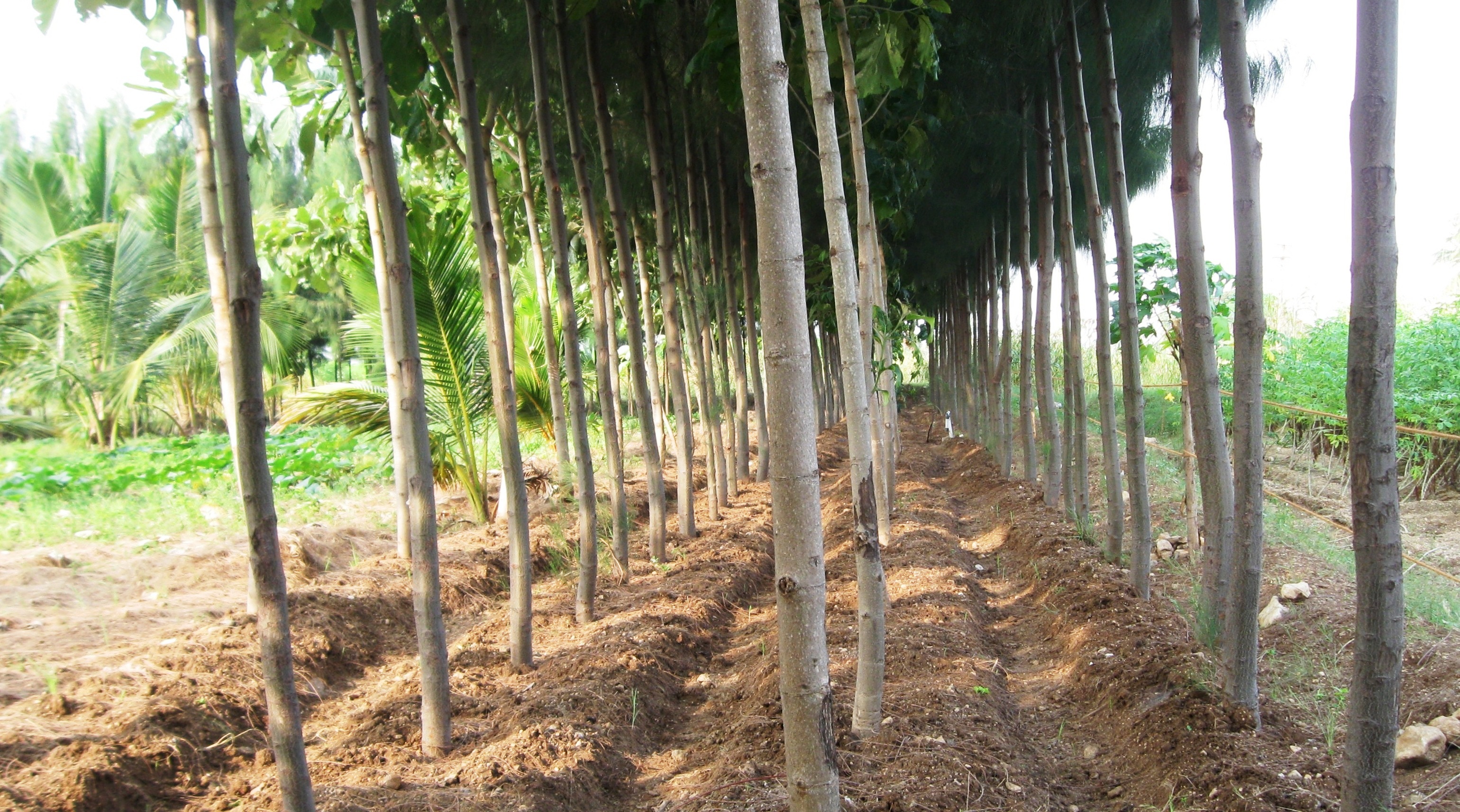 Three years growth of teak + Casuarina mixed bund planting